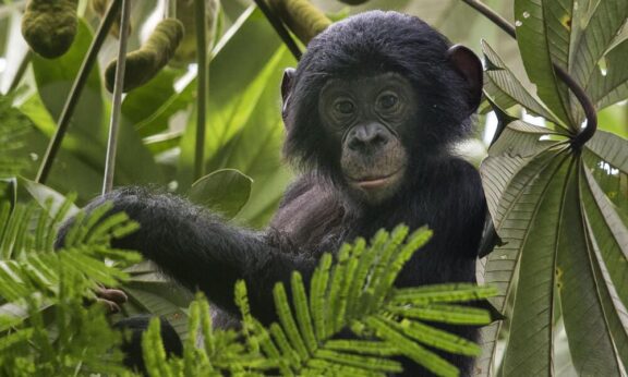 Expéditions: Des Bonobos Au Congo