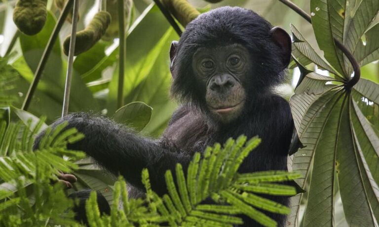 Bas-Congo Et Virunga A young bonobo peers out from lush foliage, its dark fur contrasting with the vibrant greens and leafy backdrop of its jungle home.