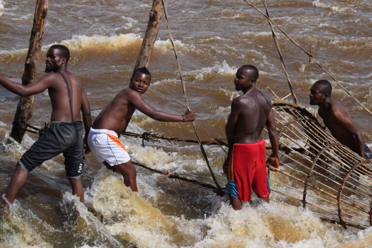 Expédition Sur Le Fleuve Congo : Kisangani À Kinshasa Four men are standing in a rushing river with a large, basket-like structure, possibly fishing or working on something in the water.